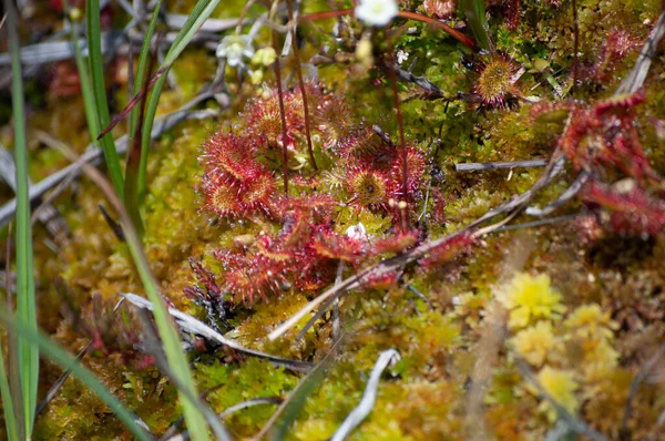 Eine Selektive Fokusaufnahme Von Drosera Rotundifolia Rundblättriger Sonnentau — Stockfoto
