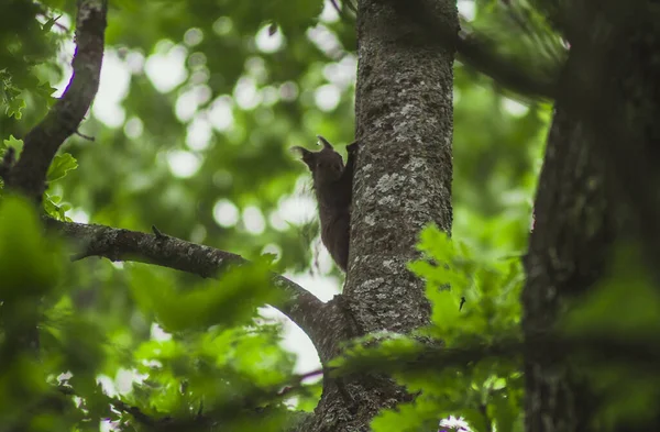Nahaufnahme Eines Eurasischen Roten Eichhörnchens Auf Einem Baum — Stockfoto