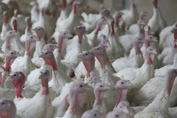 Group White Turkeys Farm — Stock fotografie