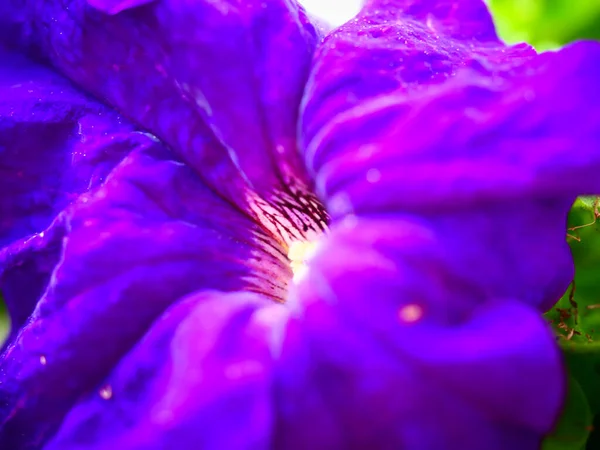 Primo Piano Bellissimo Fiore Petunia Viola — Foto Stock