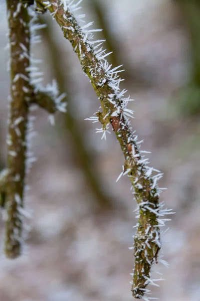 Eine Nahaufnahme Von Frost Auf Dem Ast — Stockfoto