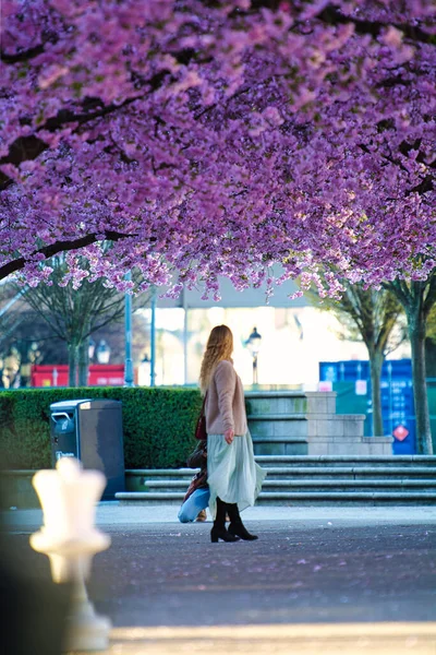 Vertical Shot Female Walking Park Surrounded Cherry Blossom Trees — Stock Photo, Image