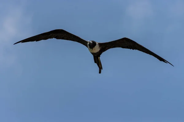 Flygande Svart Frigatebird Blå Himmel Bakgrund — Stockfoto