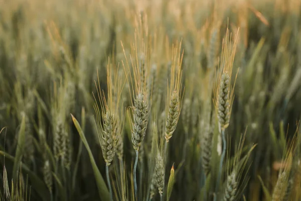 Een Selectieve Focus Shot Van Tarwe Een Veld — Stockfoto