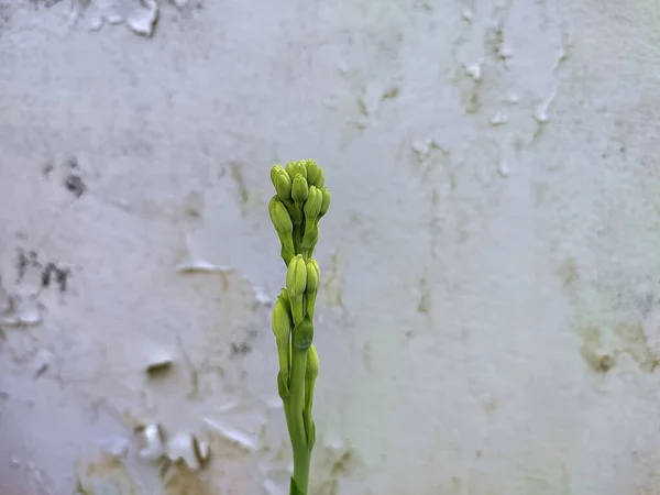 Selective Focus Shot Tuberose Flower Buds — ストック写真