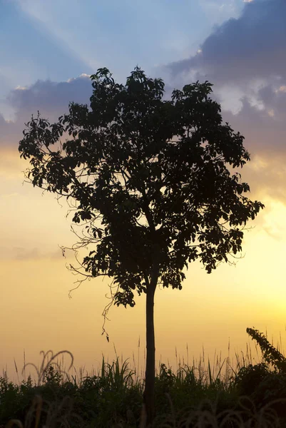 Dramatic Sunset Rural Region Guatemala Silhouette Tree Space Surrounded Sugar — Stock Photo, Image