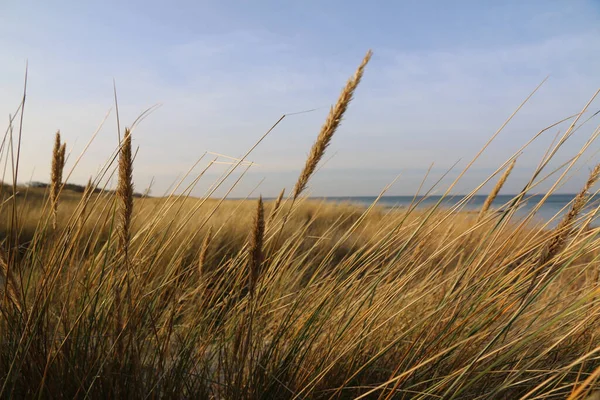 Field Wheat Ears Dry Grass Seashore — Stock Photo, Image