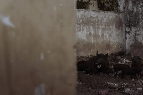 Uma Manada Porcos Negros Sentados Lama Junto Parede Cimento Uma — Fotografia de Stock