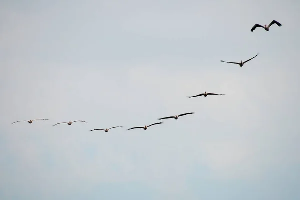 Flock Great White Pelicans Flight Formation Cloudy Sky Background — Photo