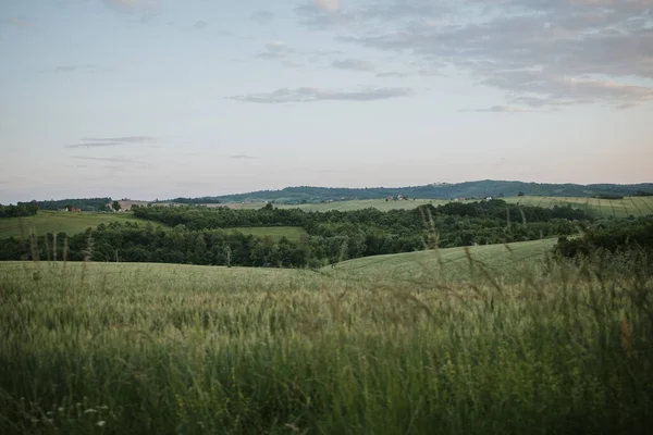 Cereal Grain Field Cloudy Day — Zdjęcie stockowe