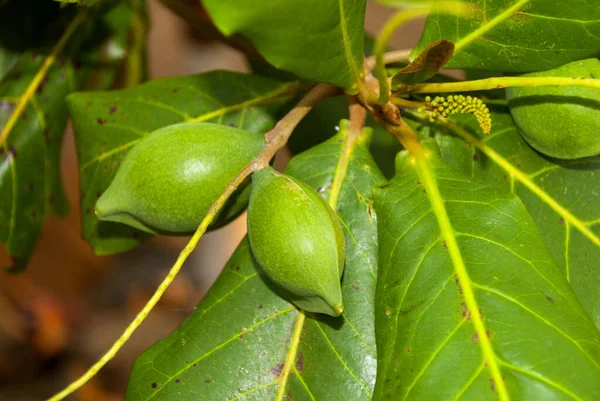 Bengal Almond Fruits Guatemala Tree Southern Tropical Region Guatemala Sources — Fotografia de Stock