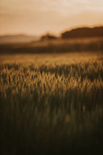 小麦畑の垂直撮影 — ストック写真