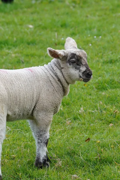牧草地で赤ちゃんの羊の垂直閉鎖ショット — ストック写真
