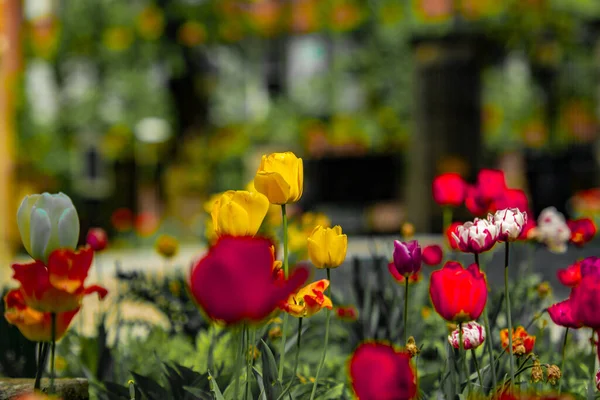 Een Selectieve Focusshot Van Bloeiende Tulpen Tuin — Stockfoto