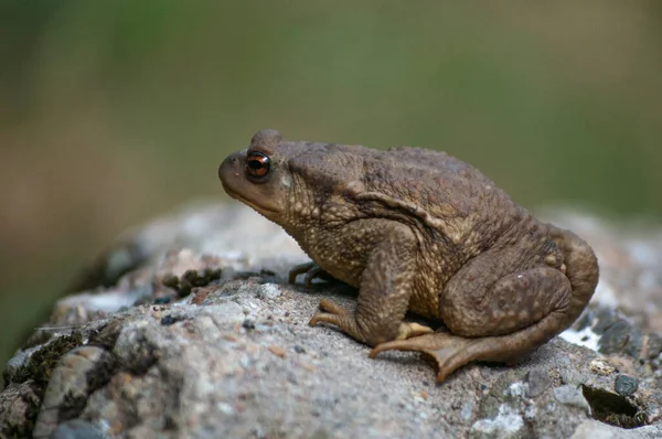 Селективный Фокусный Снимок Обычной Жабы Bufo Spinosus — стоковое фото