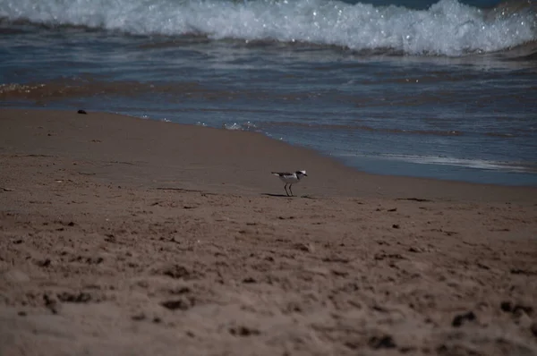 Selective Focus Shot Kentish Plover Charadrius Alexandrinus Shore — Stock Photo, Image