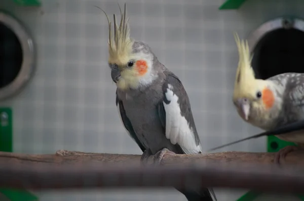 Selective Focus Shot Cockatiels Nymphicus Hollandicus Perched Branch — Stock fotografie