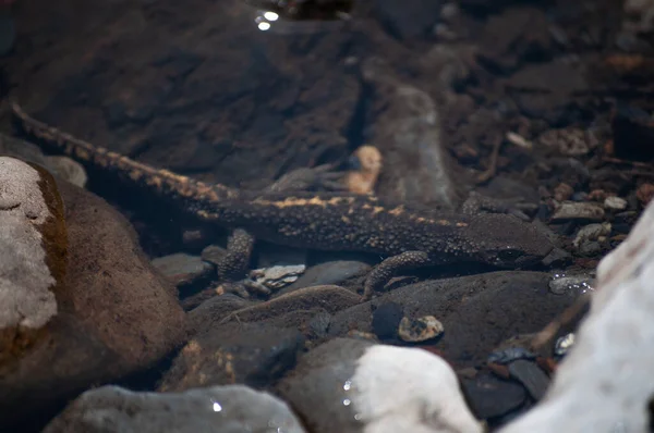 Selective Focus Shot Pyrenean Brook Salamander Pyrenean Newt Calotriton Asper — Stok fotoğraf