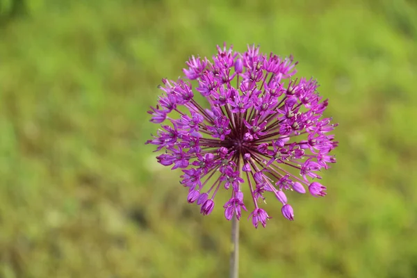 Ένα Όμορφο Μωβ Λουλούδι Του Φυτού Allium Στο Θολό Φόντο — Φωτογραφία Αρχείου