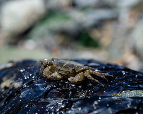 Närbild Svart Krabba Våt Klippa Strand — Stockfoto