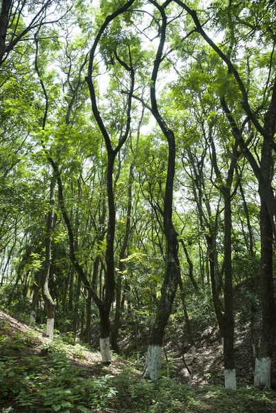 과테말라의 지역에 나무들 지역에 만들었습니다 기후의 — 스톡 사진