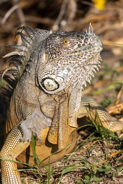 一只鬣蜥在其自然栖息地的特写镜头 — 图库照片
