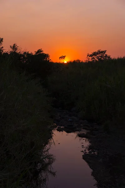 Sunset Southern Coast Guatemala Silhouette Trees Sugar Cane Cultivation Reflections — Fotografia de Stock