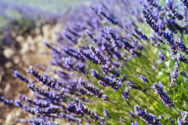 Lavendelspikes Lavendelveld Lavandula Angustifolia Lavandula Officinalis Volledige Frame Achtergrond — Stockfoto