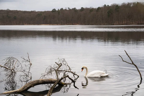 Primer Plano Cisne Mudo Solitario Flotando Tranquilo Lago Con Madera —  Fotos de Stock