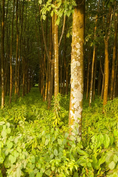 Tropical Rubber Plantation Background Cuyotenango Guatemala Hevea Brasiliensis — Foto Stock
