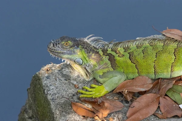 Gros Plan Iguane Dans Son Habitat Naturel — Photo