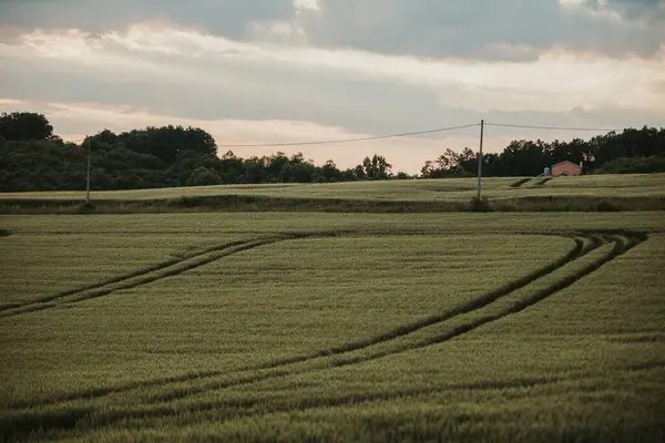 Вибірковий Фокус Зернового Поля Зерна — стокове фото