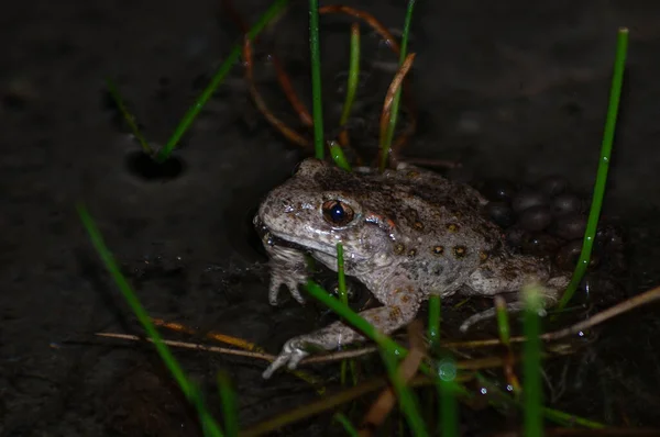 Selective Focus Shot Midwife Toad Alytes Obstetricans — Stock fotografie