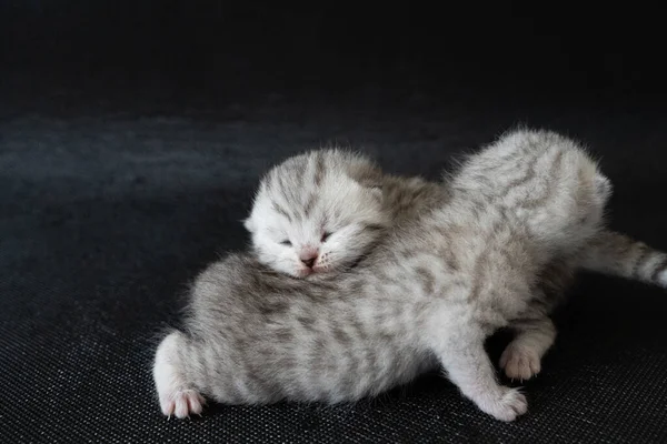 Couple Cute Little Kitten Sleeping Next Each Other Black Surface — Stok fotoğraf