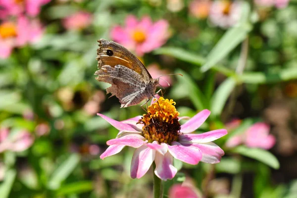 Closeup Shot Butterfly Perched Pink Flower Blurred Background — Stok fotoğraf