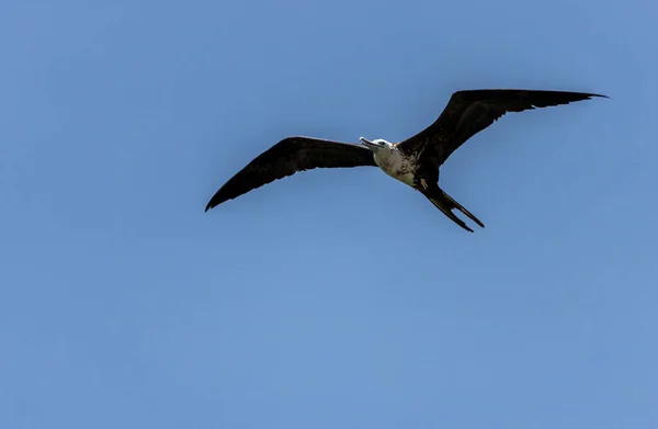Mavi Arka Planda Uçan Siyah Bir Fregat Kuşu — Stok fotoğraf