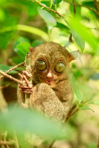 Disparo Vertical Tarsier Peligro Extinción Isla Belitung Indonesia —  Fotos de Stock