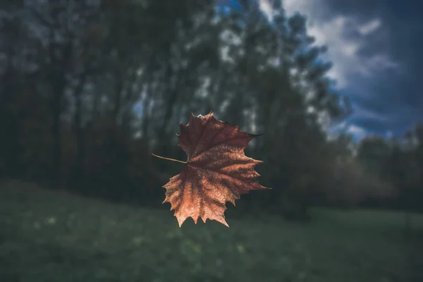 Uma Folha Outono Capturada Durante Uma Queda — Fotografia de Stock