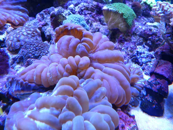 Eine Wunderschöne Donut Koralle Unter Wasser — Stockfoto