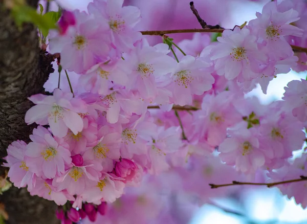 Selective Focus Shot Cherry Blossom Flowers Greenery — Zdjęcie stockowe