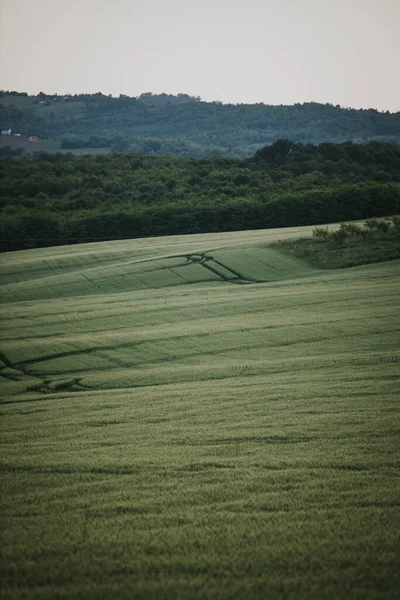 Vertical Shot Cereal Grain Field — Stok fotoğraf