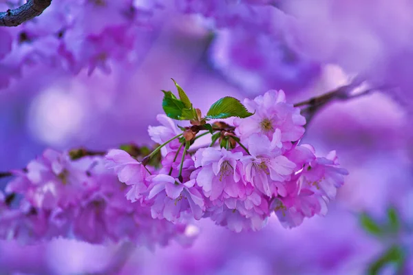 Selective Focus Shot Cherry Blossom Flowers Greenery — Stock Photo, Image