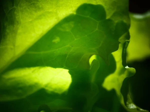 Крупним Планом Знімок Свіжого Зеленого Листя — стокове фото