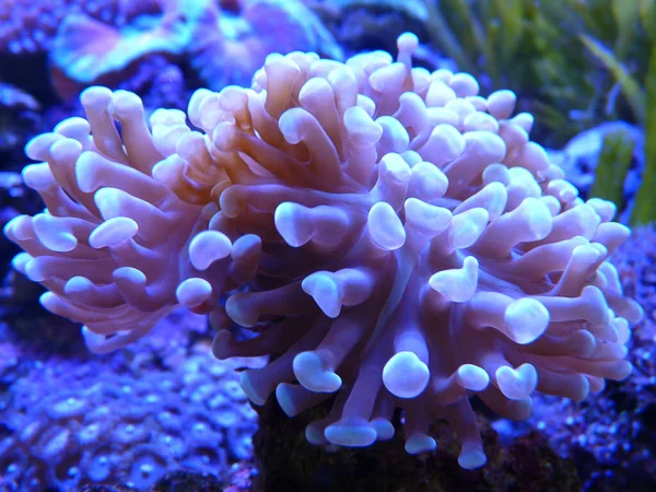 Een Prachtige Zee Anemonen Onderwater — Stockfoto