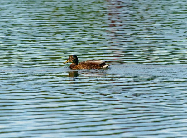 Pato Nadando Lago — Fotografia de Stock