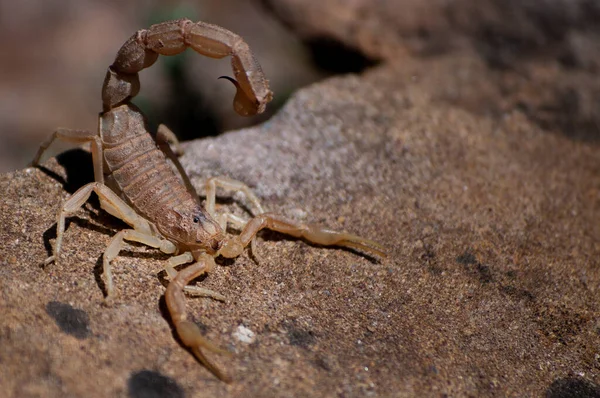 Selective Focus Shot Buthus Occitanus Common Yellow Scorpion — Φωτογραφία Αρχείου