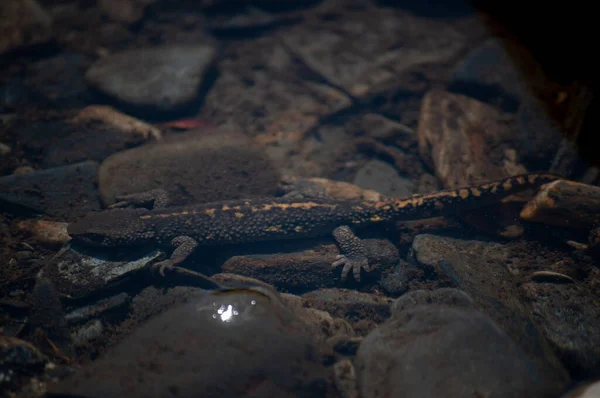 Селективный Фокусный Снимок Саламандры Пиренейского Тритона Калотритона — стоковое фото