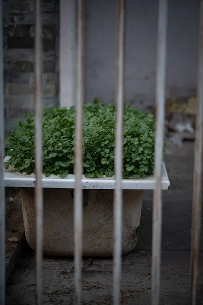 Egy Függőlegesen Növekvő Növény Egy Régi Öntöttvas Fürdőkádban Kerítés Túloldalán — Stock Fotó