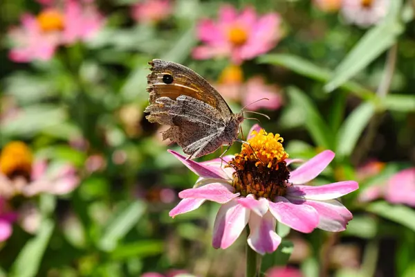 Closeup Shot Butterfly Perched Pink Flower Blurred Background — Foto de Stock