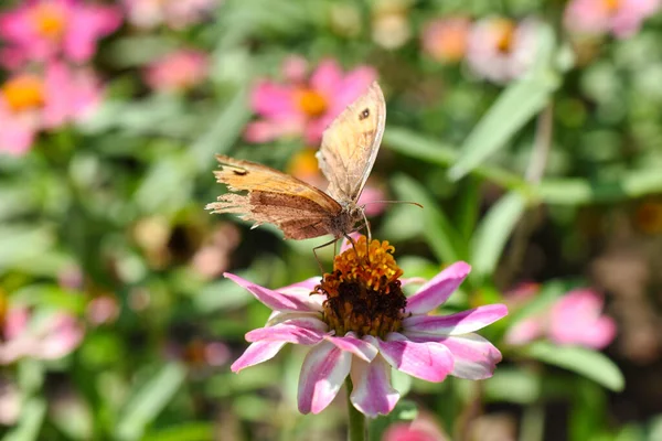 Closeup Shot Butterfly Perched Pink Flower Blurred Background — Stok fotoğraf
